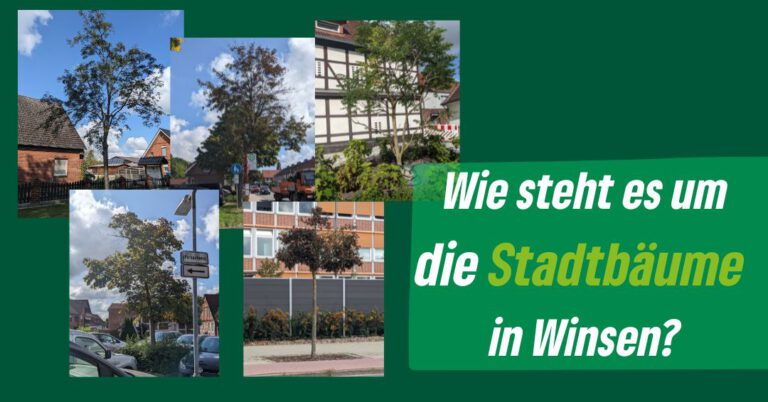 Wie steht es um die Stadtbäume in Winsen?