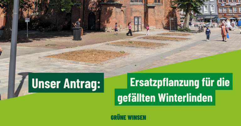 Neupflanzungen für die gefällten Winterlinden in der Innenstadt